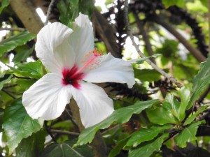 Ficus Rosa Sinensis         